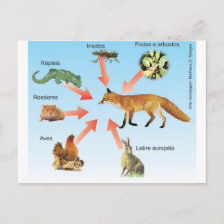 Postal dietaraposa 11 esquema didático dieta da raposa