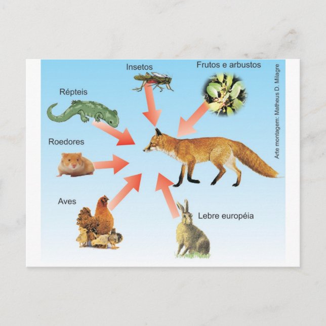 Postal dietaraposa 11 esquema didático dieta da raposa (Anverso)