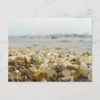 Postal Diferencia: caparazón y guijarros en la playa