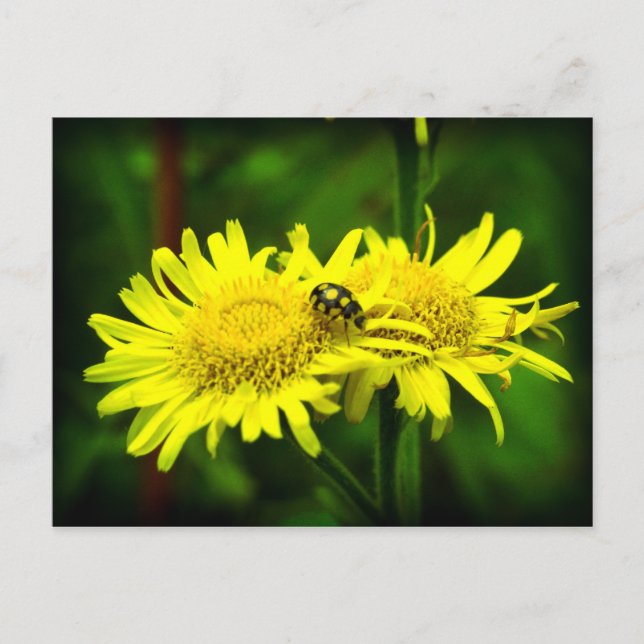 Postal Diferente (Anverso)