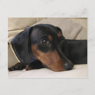Postal Digger the Dachshund