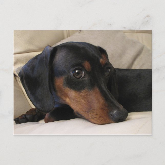 Postal Digger the Dachshund (Anverso)