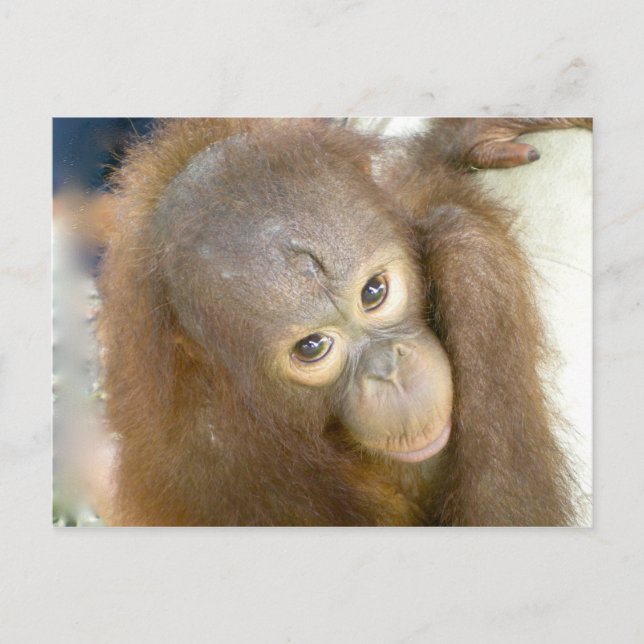 Postal Dile no a la crueldad (Anverso)