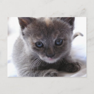 Postal Diluir Tortoiseshell Kitten