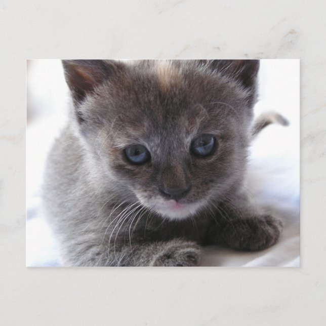 Postal Diluir Tortoiseshell Kitten (Anverso)