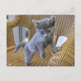 Postal Diluir Tortoiseshell Kitten