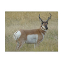 Dineral del antílope de A1 Pronghorn