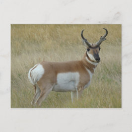 Postal Dineral del antílope de A1 Pronghorn