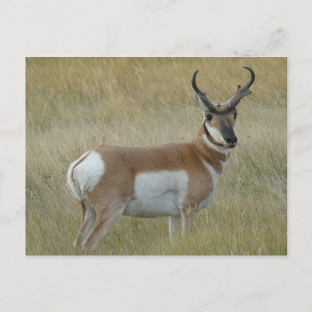 Postal Dineral del antílope de A1 Pronghorn (Anverso)