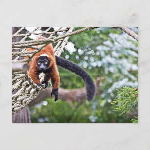 Postal Dinero En Árbol