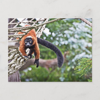 Postal Dinero En Árbol