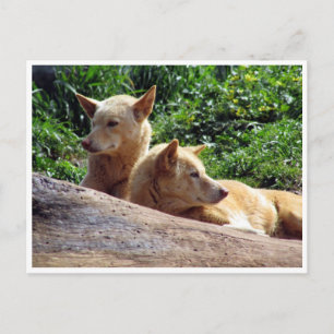 Postal dingo