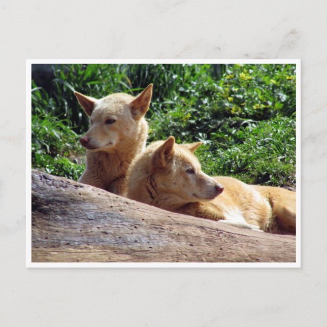 Postal dingo (Anverso)