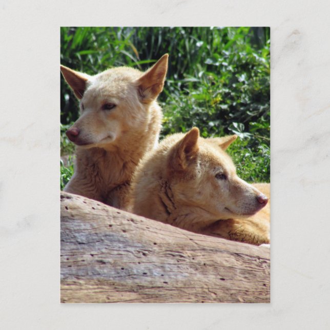 Postal dingo australia (Anverso)