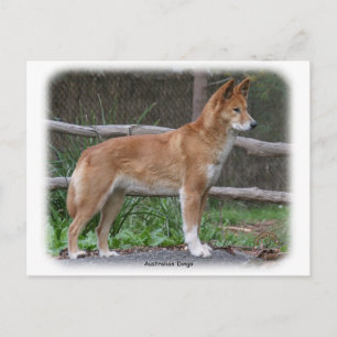 Postal Dingo australiano 9Y209D-268