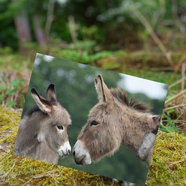 Postal Dinky Donkey (Subido por el creador)