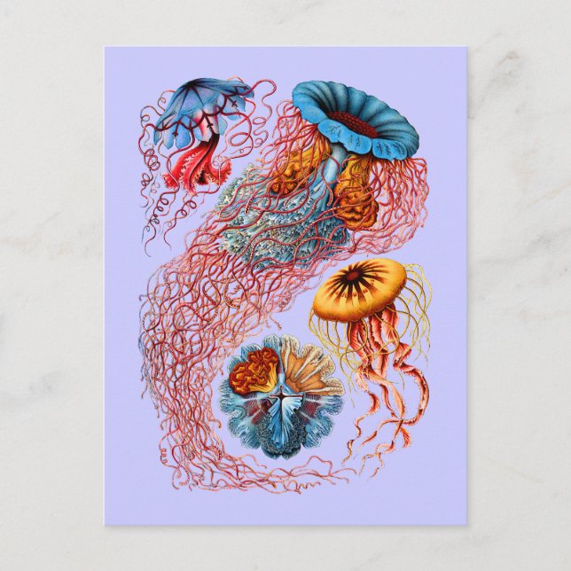 Postal Discomedusae (Anverso)