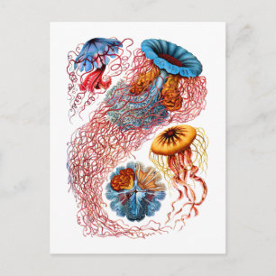 Postal Discomedusae