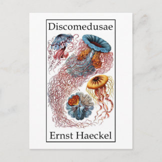 Postal Discomedusae de Ernst Haeckel