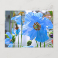 Discoteca azul himalaya:Postcard