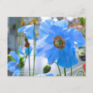 Postal Discoteca azul himalaya:Postcard