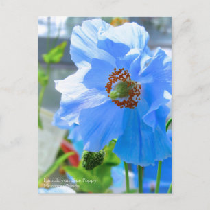Postal Discoteca azul himalaya:Postcard