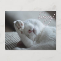 Disculpen a gato Gracioso Paw Cute Animales