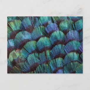 Postal Diseño azulverde de la pluma del faisán