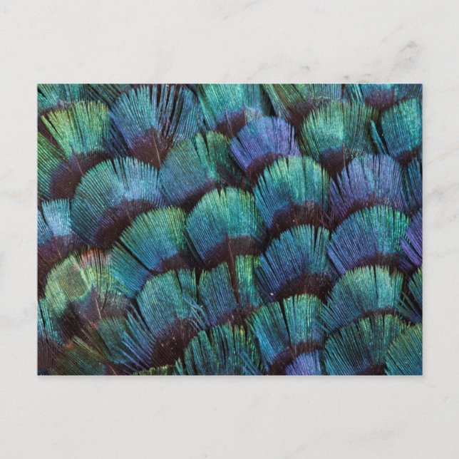 Postal Diseño azulverde de la pluma del faisán (Anverso)