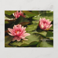 Diseño Botánico Floral de Nenúfar Tropical