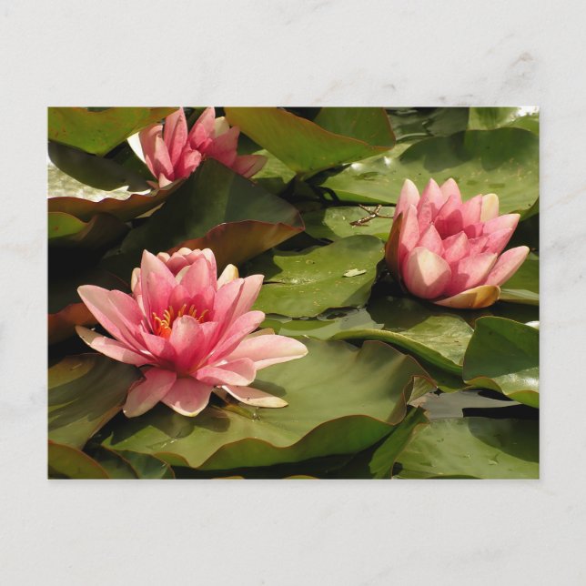 Postal Diseño Botánico Floral de Nenúfar Tropical (Anverso)