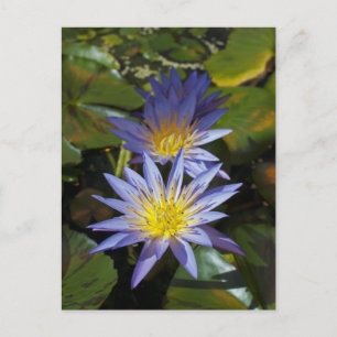 Postal Diseño Botánico Floral de Nenúfar Tropical