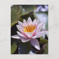 Diseño Botánico Floral de Nenúfar Tropical