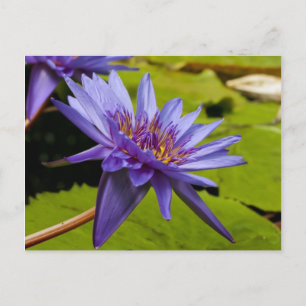 Postal Diseño Botánico Floral de Nenúfar Tropical