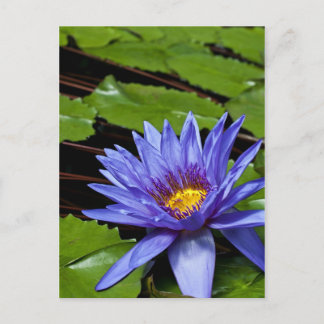 Postal Diseño Botánico Floral de Nenúfar Tropical