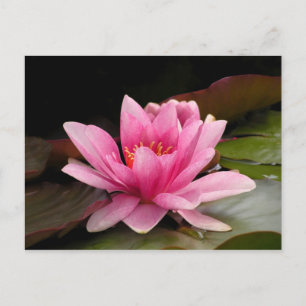 Postal Diseño Botánico Floral de Nenúfar Tropical