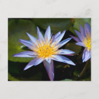 Diseño Botánico Floral de Nenúfar Tropical