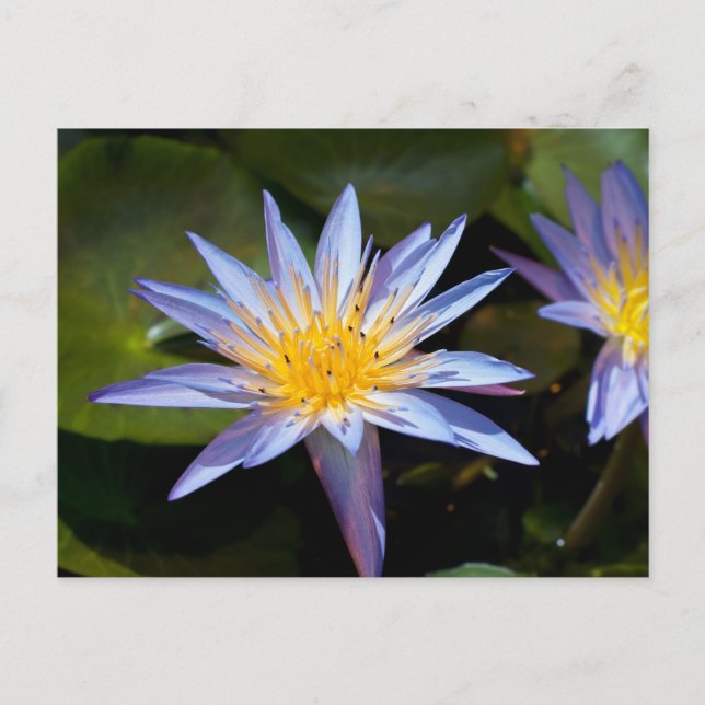 Postal Diseño Botánico Floral de Nenúfar Tropical (Anverso)