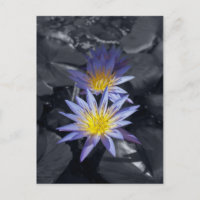 Diseño Botánico Floral de Nenúfar Tropical
