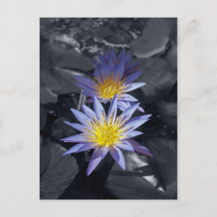 Postal Diseño Botánico Floral de Nenúfar Tropical