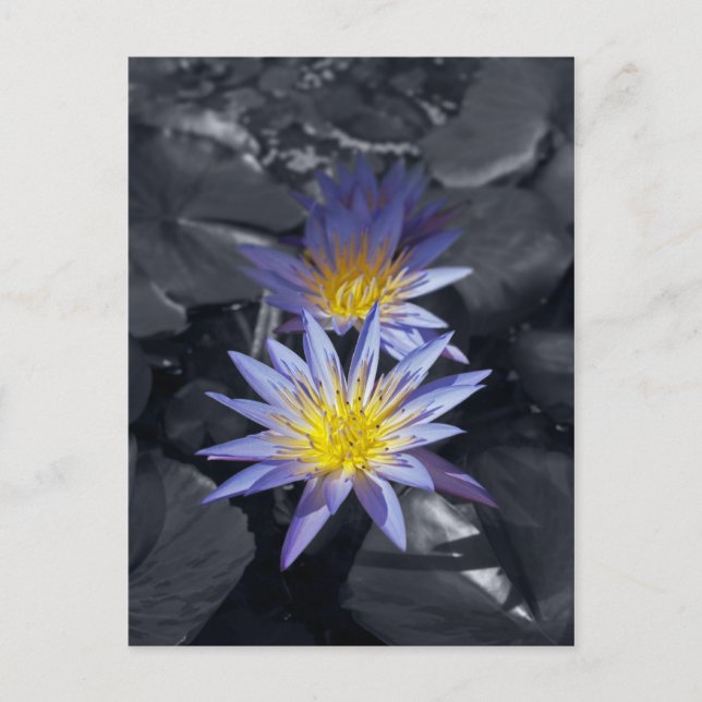 Postal Diseño Botánico Floral de Nenúfar Tropical (Anverso)