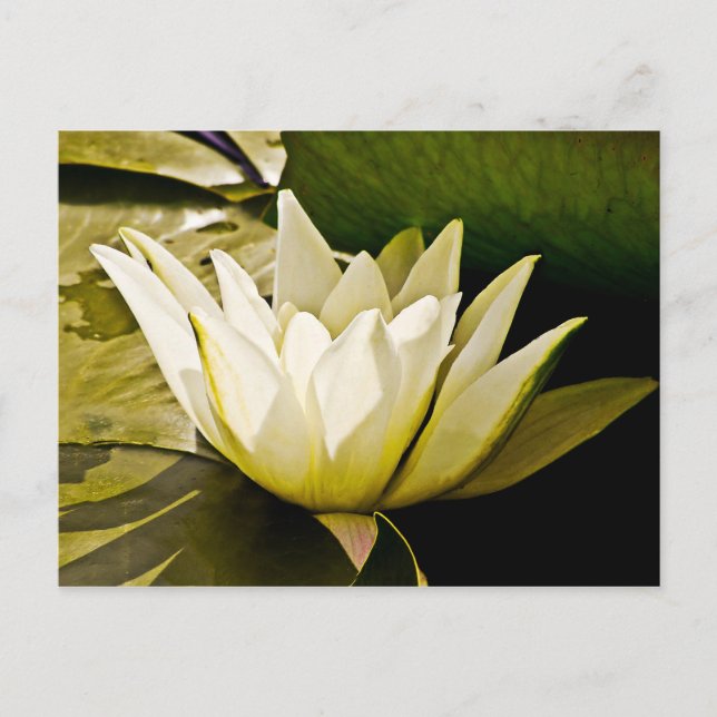 Postal Diseño Botánico Floral de Nenúfar Tropical (Anverso)