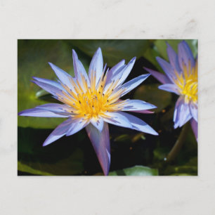 Postal Diseño Botánico Floral de Nenúfar Tropical