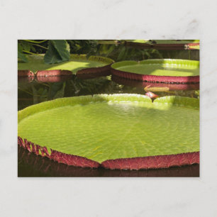 Postal Diseño Botánico Floral de Nenúfar Tropical
