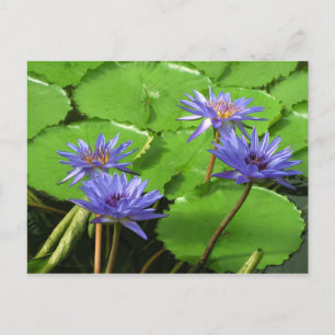 Postal Diseño Botánico Floral de Nenúfar Tropical