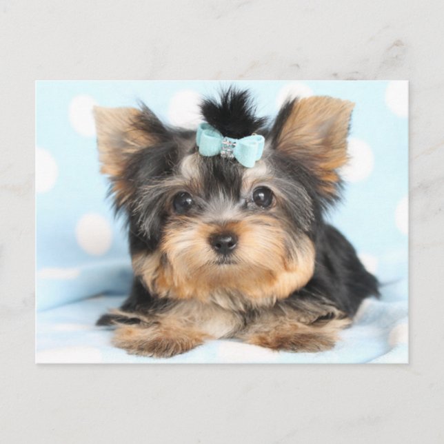 Postal Diseño Cute Little Yorkie Pup (Anverso)