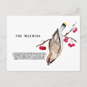 Postal Diseño de acuarela Pájaro de bosque ampelis europe