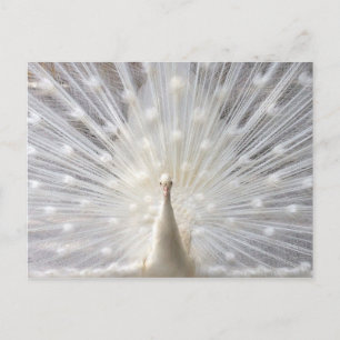 Postal Diseño de Albino Peacock