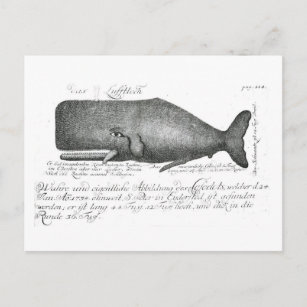 Postal Diseño de ballenas vintage