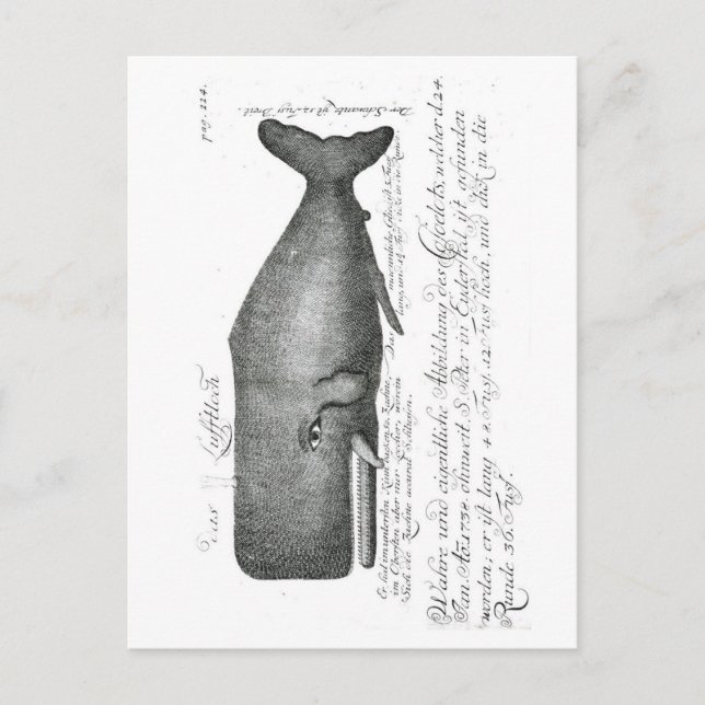 Postal Diseño de ballenas vintage (Anverso)
